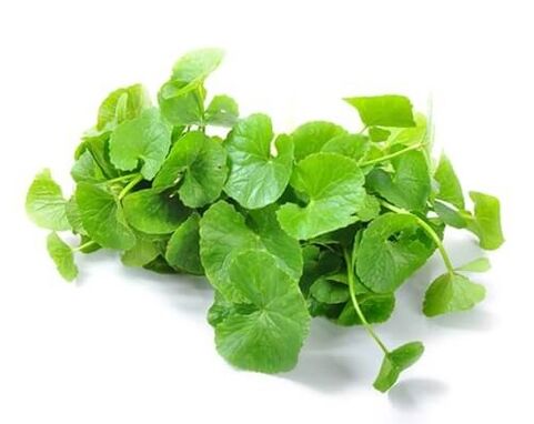 Weiprost contains gotu kola (Centella asiatica). 